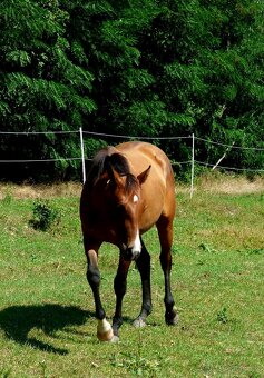Quarter Horse 2,5 ročná kobylka
