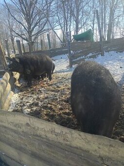 Maďarská mangalice