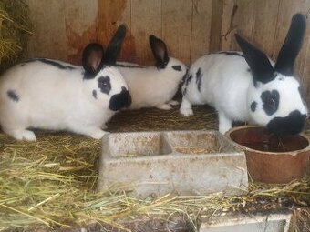 Český strakac SAMEC