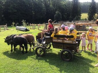 Kočár a postroje na poníky