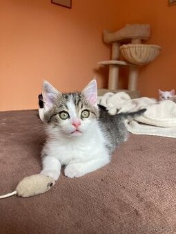 Dva kočičí sirotci