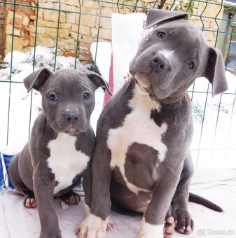 Štěňata American Bully xxl - Bloodline DDK9