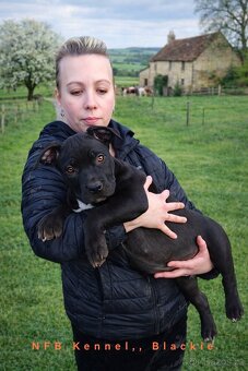 Štěňata American Bully xxl - Bloodline DDK9