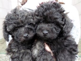 Boloňský psík - Ruská barevná bolonka s PP