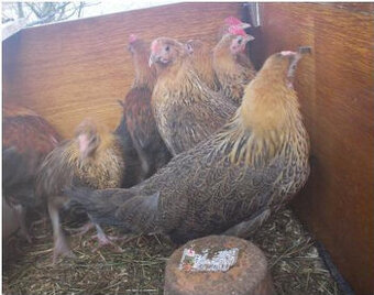 Česká zlatá kropenka - kuřice 9 td.