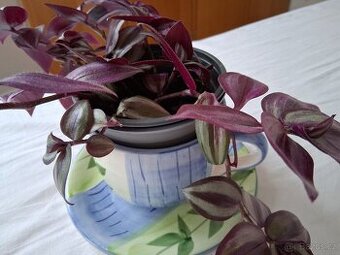 Rostlina. Voděnka. S ozdobným kvĕtináčem.