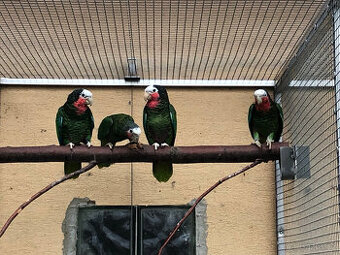 Amazoňan kubánský