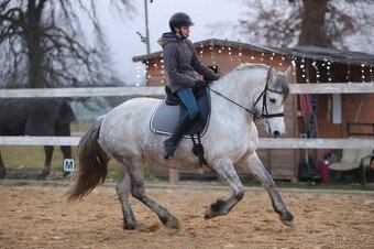 Reprezentativní barokní klisna REZERVACE