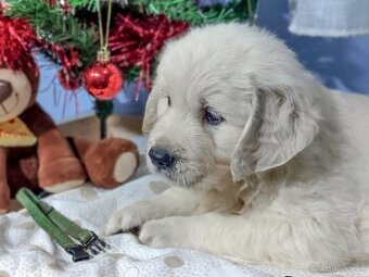 Štěňata Zlatého retrívra