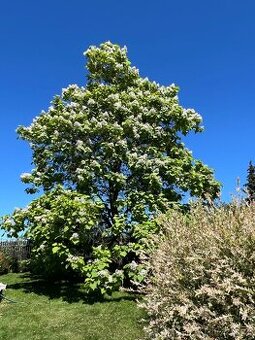 2m vzrostlá KATALPA královská - trubačovitá