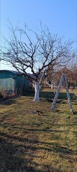 Stříhání ořez ovocných stromů