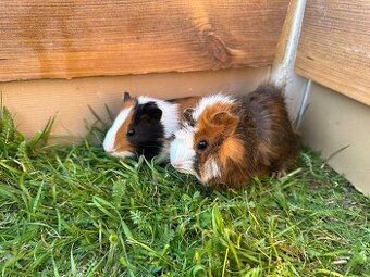 Morče - malá morčátka - morčata - morčátko