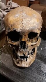 Replika lidské lebky muž s čelistí human skull replica - 1