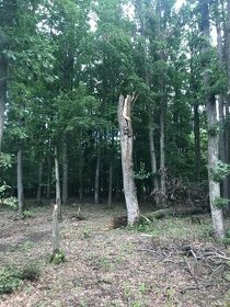 Les,lesni pozemek - 1