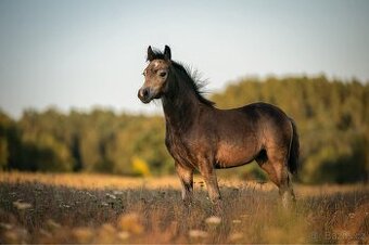 Klisna Welsh pony of cob type