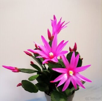 Schlumbergera - Velikonoční kaktus (řízky)