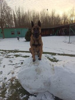 Belgický ovčák malinois