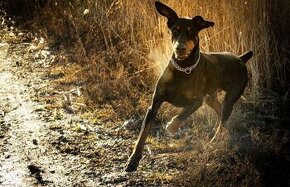 adopce Dobby - 8.12. 2021 narozený - 1