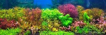 Akvarijní rostliny Brno - 1