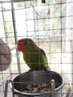 Agapornis etiopský