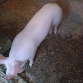Prase z domácího chovu-Farmářská kvalita