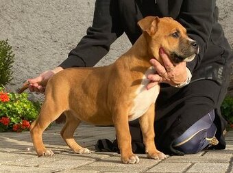 Americký stafordšírský teriér s PP