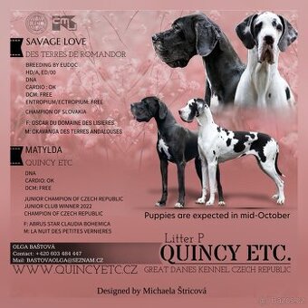 Německá doga - štěňata s PP FCI