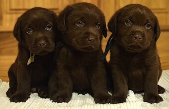 Labradorský retrívr s PP - čokoládová štěňata