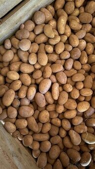 Brambory na uskladnění