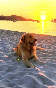 Zlatý retrívr ke krytí