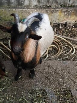 Holandský zakrslý kozel