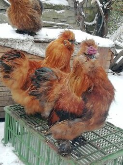 Hedvábnička velká vousatá