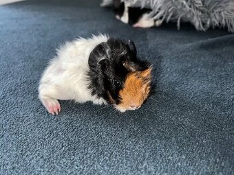 Nabízím morčátka k prodeji