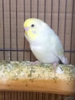 Kakariki rudocely - 1