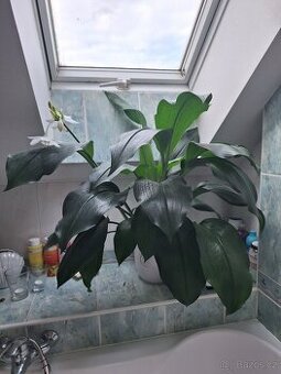 Vzrostlá eucharis amazonica