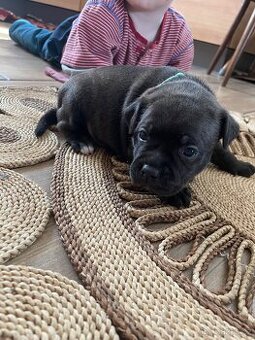 Stafordsirsky bulteriér s pp