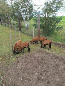 Kamerunské ovce - prodám letošní jehňata
