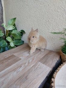 Zakrslý králík - sameček TEDDY gen