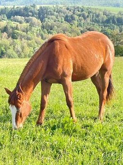 Klisna QH 2 roky
