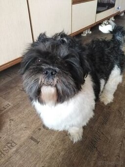 Shih-tzu - krytí