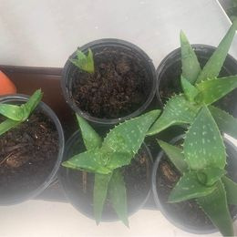 Aloe Vera