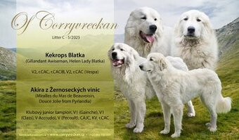 Pyrenejský horský pes
