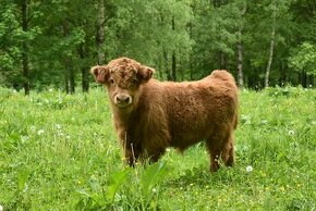 Prodám telátka Highland-Skotský náhorní skot