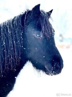 Mini pony valášek