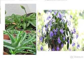 Drimiopsis maculata, ALOE-menšího vzrůstu, STREPTOCARPUS-SAX