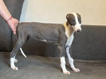 greyhound - štěňata