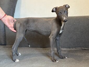 greyhound - štěňata - 1