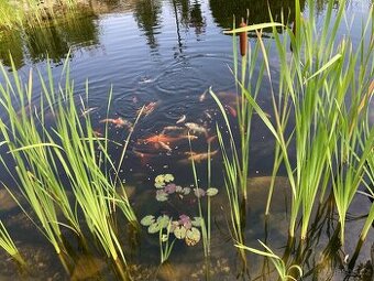 Koi Kapři - 1