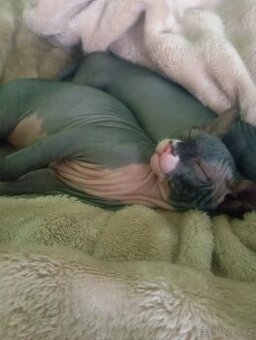 Koťátka Sphynx