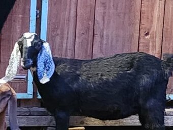 Letošní anglonubijská "černá perla"